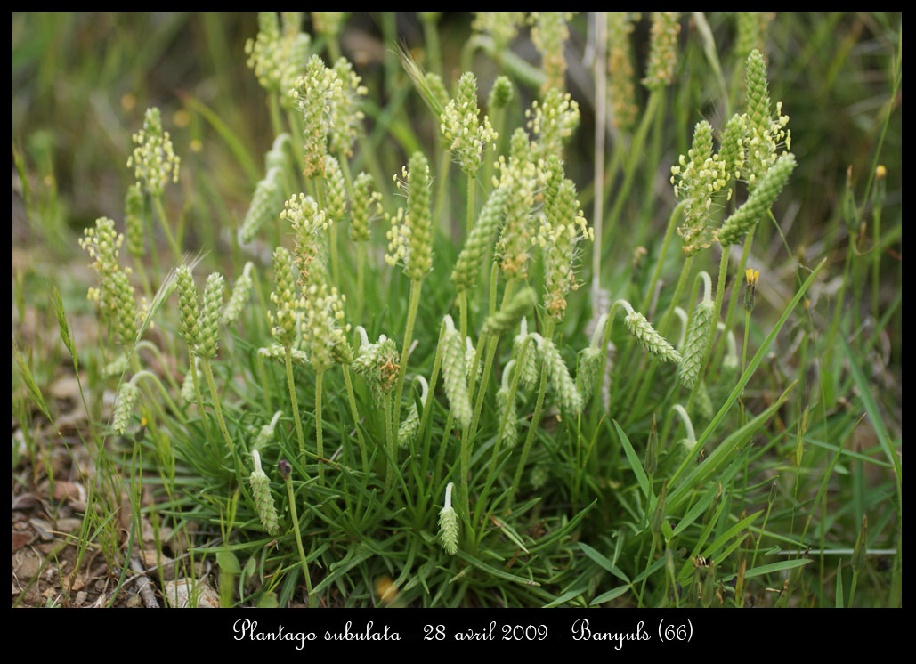Plantago subulata